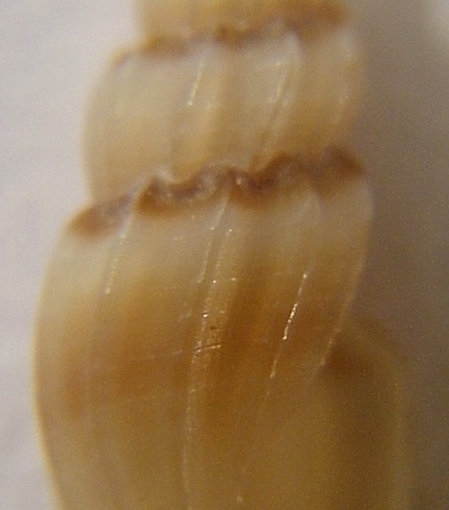 Mangelia unifasciata